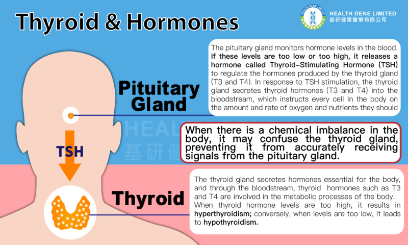 What is Thyroid_ENG-01