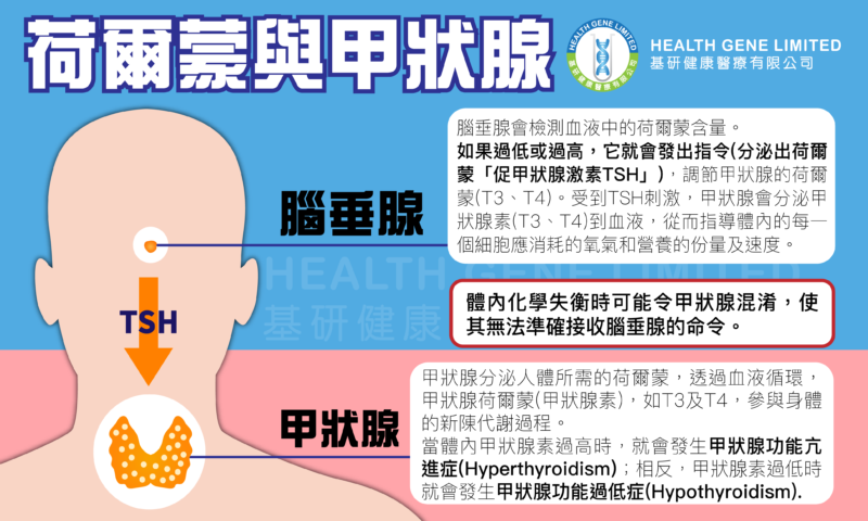 甲狀腺是什麼?