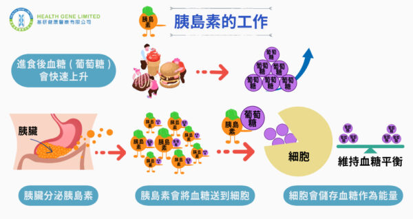 Insulin function_CHI