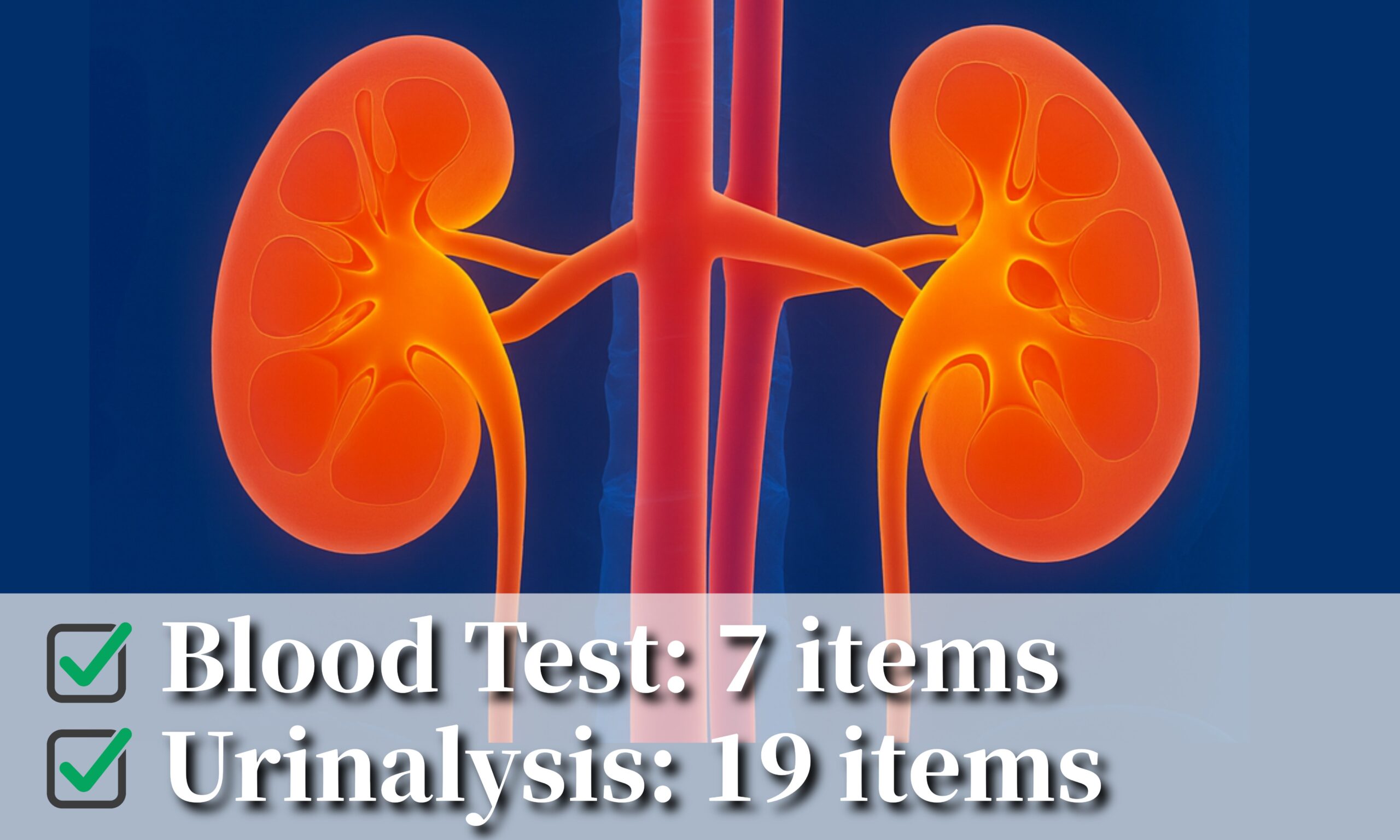 Renal Function Test