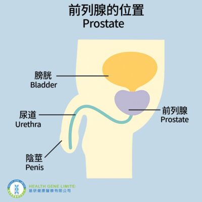 前列腺 Prostate